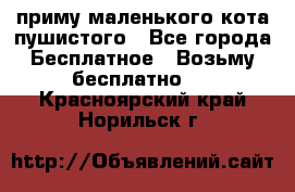 приму маленького кота пушистого - Все города Бесплатное » Возьму бесплатно   . Красноярский край,Норильск г.